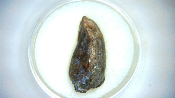 Archaeodontosaurus Sauropod Dinosaur Tooth 5d | Fossils for Sale General Jurassic Age Archaeodontosaurus Sauropod Dinosaur Tooth Fossils For Sale From Madagascar #5d