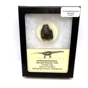 General Jurassic Age Archaeodontosaurus Sauropod Dinosaur Tooth Fossils For Sale From Madagascar #6