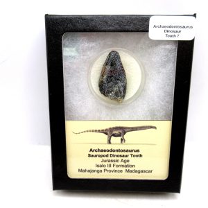 General Jurassic Age Archaeodontosaurus Sauropod Dinosaur Tooth Fossils For Sale From Madagascar #7