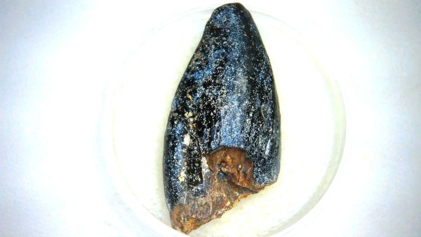 Archaeodontosaurus Sauropod Dinosaur Tooth 7c | Fossils for Sale General Jurassic Age Archaeodontosaurus Sauropod Dinosaur Tooth Fossils For Sale From Madagascar #7c