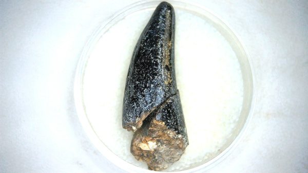 Archaeodontosaurus Sauropod Dinosaur Tooth 7d | Fossils for Sale General Jurassic Age Archaeodontosaurus Sauropod Dinosaur Tooth Fossils For Sale From Madagascar #7d