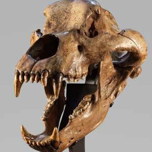 Austrian Pleistocene Ursus spelaeus Cave Bear Skull 2b | Fossils for Sale Genuine Pleistocene Age Ursus spelaeus Cave Bear Skull Fossil for Sale from Austrian #2b
