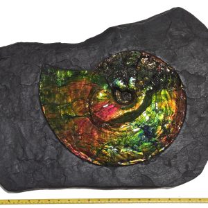 General Cretaceous Age Ammolite Ammonite Fossils From Canada For Sale #1735