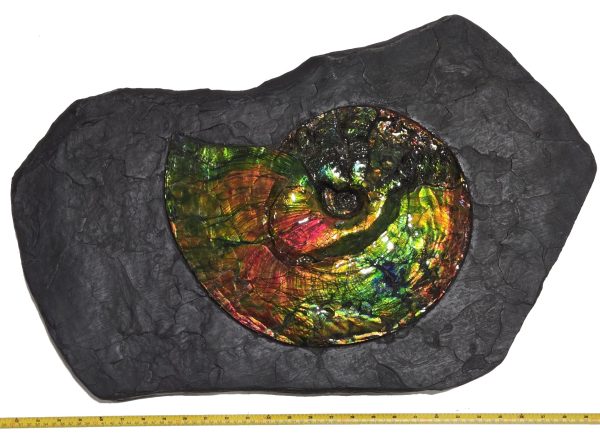 Canadian Gem Ammolite Ammonite 1735 | Fossils for Sale General Cretaceous Age Ammolite Ammonite Fossils From Canada For Sale #1735