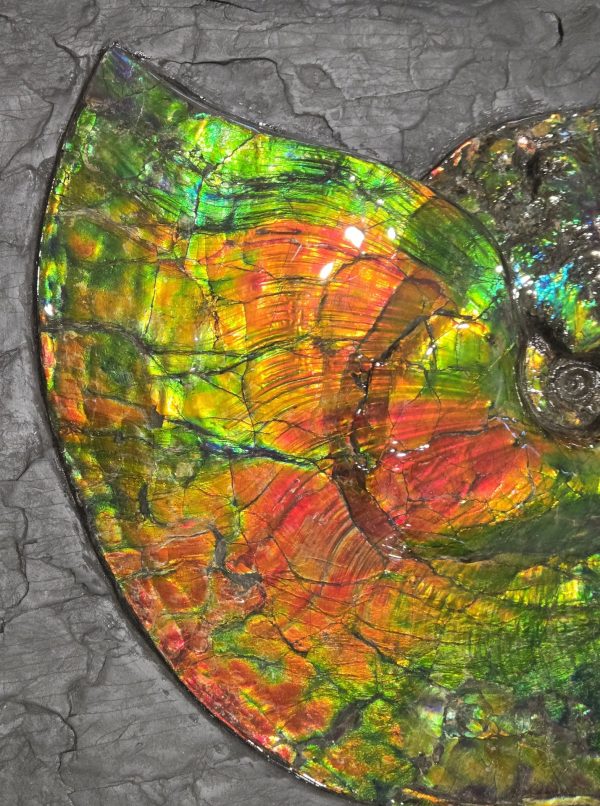 Canadian Gem Ammolite Ammonite 1735b | Fossils for Sale General Cretaceous Age Ammolite Ammonite Fossils From Canada For Sale #1735b