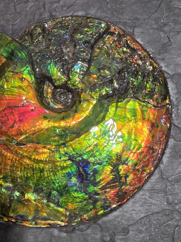 Canadian Gem Ammolite Ammonite 1735c | Fossils for Sale General Cretaceous Age Ammolite Ammonite Fossils From Canada For Sale #1735c