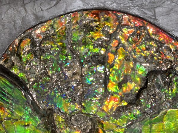 Canadian Gem Ammolite Ammonite 1735d | Fossils for Sale General Cretaceous Age Gem Ammolite Ammonite Fossils From Canada For Sale #1735d
