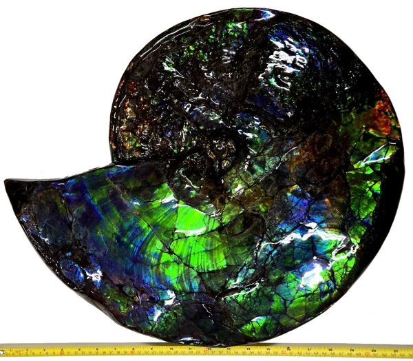 Canadian Gem Ammolite Ammonite 5312 | Fossils for Sale General Cretaceous Age Ammolite Ammonite Fossils From Canada For Sale #5312