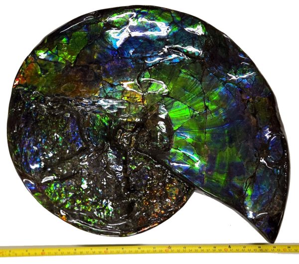 Canadian Gem Ammolite Ammonite 5312a | Fossils for Sale General Cretaceous Age Ammolite Ammonite Fossils From Canada For Sale #5312a