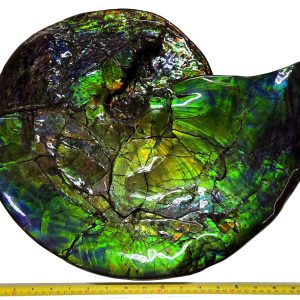 General Cretaceous Age Ammolite Ammonite Fossils From Canada For Sale #5312b
