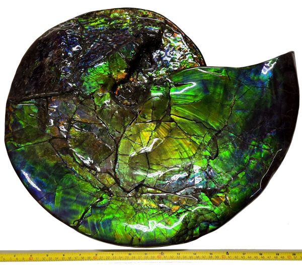 Canadian Gem Ammolite Ammonite 5312b | Fossils for Sale General Cretaceous Age Ammolite Ammonite Fossils From Canada For Sale #5312b