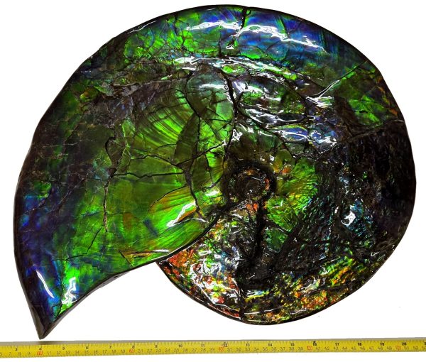 Canadian Gem Ammolite Ammonite 5312c | Fossils for Sale General Cretaceous Age Ammolite Ammonite Fossils From Canada For Sale #5312c