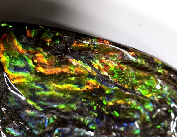 Canadian Gem Ammolite Ammonite 5312d | Fossils for Sale General Cretaceous Age Ammolite Ammonite Fossils From Canada For Sale #5312d