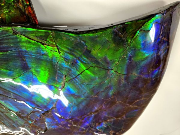 Canadian Gem Ammolite Ammonite 5312e | Fossils for Sale General Cretaceous Age Ammolite Ammonite Fossils From Canada For Sale #5312e