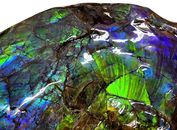 Canadian Gem Ammolite Ammonite 5312g | Fossils for Sale General Cretaceous Age Ammolite Ammonite Fossils From Canada For Sale #5312g