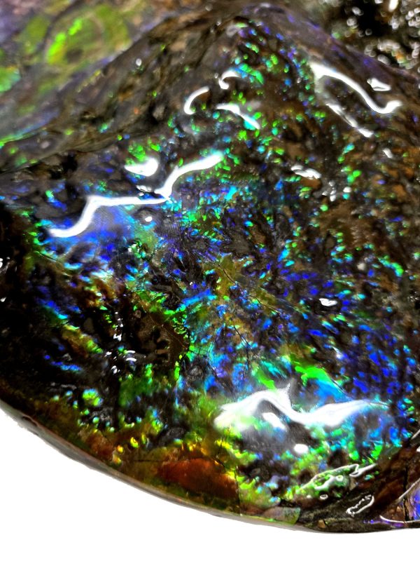 Canadian Gem Ammolite Ammonite 5312h | Fossils for Sale General Cretaceous Age Ammolite Ammonite Fossils From Canada For Sale #5312h