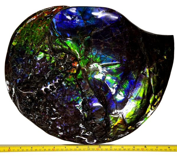 Canadian Gem Ammolite Ammonite 5615 | Fossils for Sale General Cretaceous Age Gem Ammolite Ammonite Fossils From Canada For Sale #5615