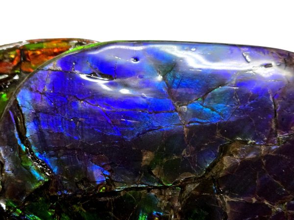 Canadian Gem Ammolite Ammonite 5615d | Fossils for Sale General Cretaceous Age Gem Ammolite Ammonite Fossils From Canada For Sale #5615d