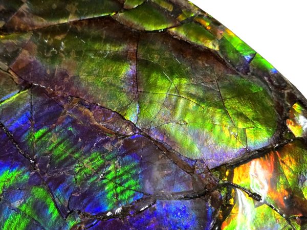 Canadian Gem Ammolite Ammonite 5615f | Fossils for Sale General Cretaceous Age Gem Ammolite Ammonite Fossils From Canada For Sale #5615f