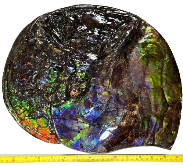 Canadian Gem Ammolite Ammonite 5615h | Fossils for Sale General Cretaceous Age Gem Ammolite Ammonite Fossils From Canada For Sale #5615h