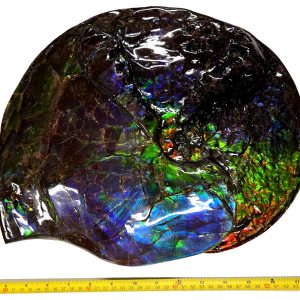 General Cretaceous Age Gem Ammolite Ammonite Fossils From Canada For Sale #5615i