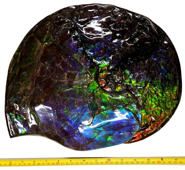 Canadian Gem Ammolite Ammonite 5615i | Fossils for Sale General Cretaceous Age Gem Ammolite Ammonite Fossils From Canada For Sale #5615i