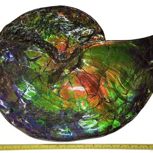 General Cretaceous Age Ammolite Ammonite Fossils From Canada For Sale #562