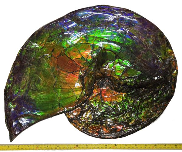 Canadian Gem Ammolite Ammonite 562a | Fossils for Sale General Cretaceous Age Ammolite Ammonite Fossils From Canada For Sale #562a