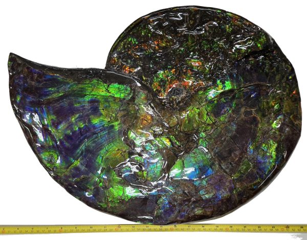 Canadian Gem Ammolite Ammonite 562b | Fossils for Sale General Cretaceous Age Ammolite Ammonite Fossils From Canada For Sale #562b