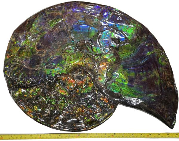Canadian Gem Ammolite Ammonite 562c | Fossils for Sale General Cretaceous Age Ammolite Ammonite Fossils From Canada For Sale #562c