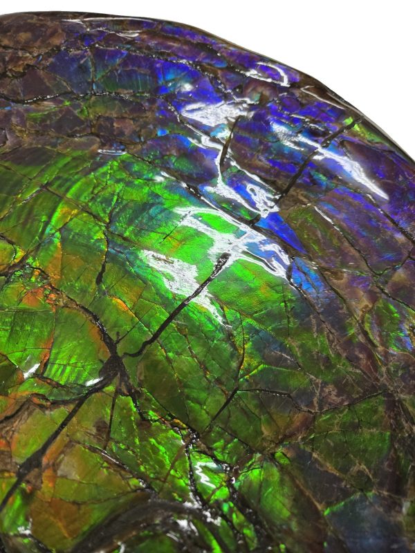Canadian Gem Ammolite Ammonite 562d | Fossils for Sale General Cretaceous Age Ammolite Ammonite Fossils From Canada For Sale #562d