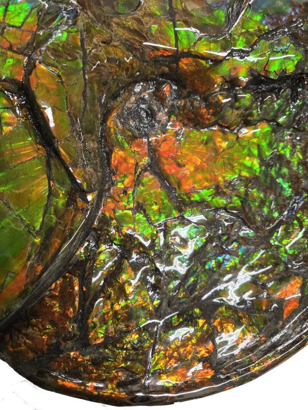 Canadian Gem Ammolite Ammonite 562g | Fossils for Sale General Cretaceous Age Ammolite Ammonite Fossils From Canada For Sale #562g