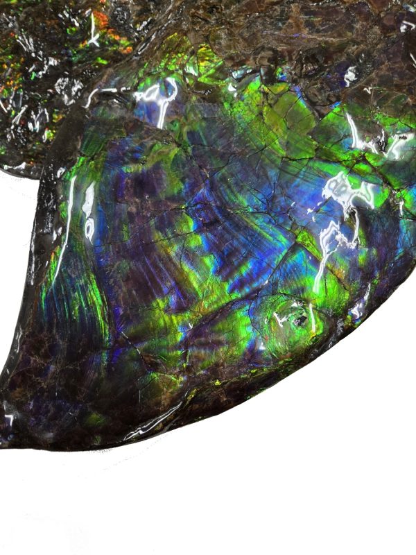 Canadian Gem Ammolite Ammonite 562h | Fossils for Sale General Cretaceous Age Ammolite Ammonite Fossils From Canada For Sale #562h