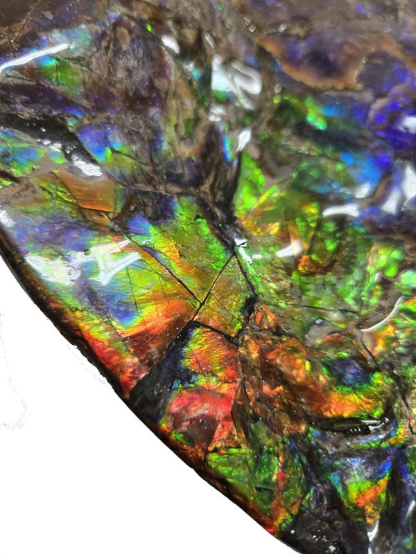 Canadian Gem Ammolite Ammonite 562j | Fossils for Sale General Cretaceous Age Ammolite Ammonite Fossils From Canada For Sale #562j