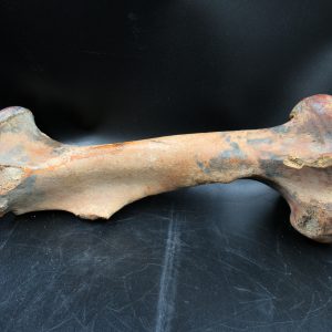 Florida Pleistocene Equus Horse Femur 1 | Fossils for Sale