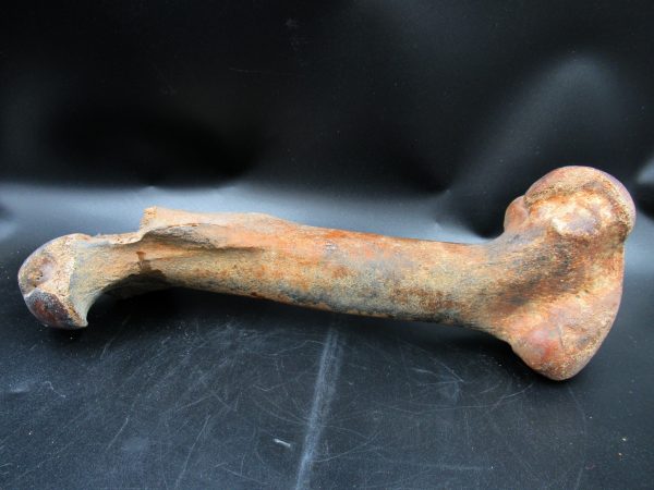 Florida Pleistocene Equus Horse Femur 1a | Fossils for Sale