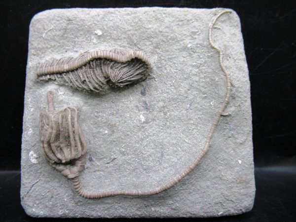 Indiana Mississippian Crawfordsville Crinoid 174 | Fossils for Sale General Mississippian Age Crawfordsville Crinoid Fossils For Sale From Indiana #174