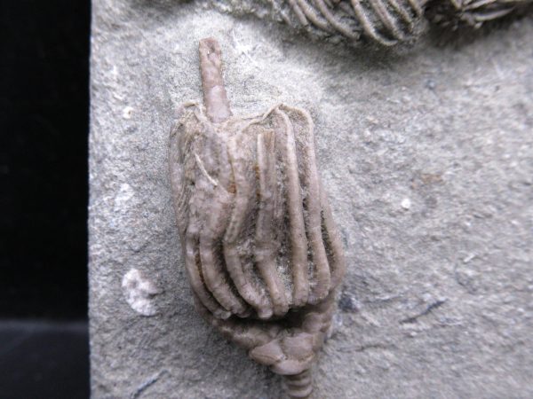 Indiana Mississippian Crawfordsville Crinoid 174a | Fossils for Sale General Mississippian Age Crawfordsville Crinoid Fossils For Sale From Indiana #174a