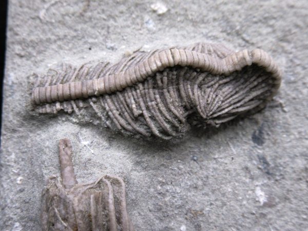 Indiana Mississippian Crawfordsville Crinoid 174b | Fossils for Sale General Mississippian Age Crawfordsville Crinoid Fossils For Sale From Indiana #174b