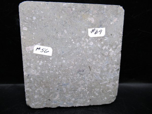 Indiana Mississippian Crawfordsville Crinoid 174c | Fossils for Sale General Mississippian Age Crawfordsville Crinoid Fossils For Sale From Indiana #174c