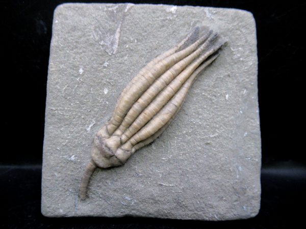 Indiana Mississippian Crawfordsville Crinoid 175 | Fossils for Sale General Mississippian Age Crawfordsville Crinoid Fossils For Sale From Indiana #175
