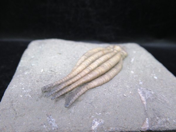 Indiana Mississippian Crawfordsville Crinoid 175b | Fossils for Sale General Mississippian Age Crawfordsville Crinoid Fossils For Sale From Indiana #175b