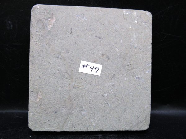 Indiana Mississippian Crawfordsville Crinoid 175c | Fossils for Sale General Mississippian Age Crawfordsville Crinoid Fossils For Sale From Indiana #175c