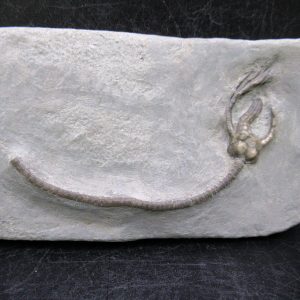 General Mississippian Age Crawfordsville Crinoid Fossils For Sale From Indiana #176