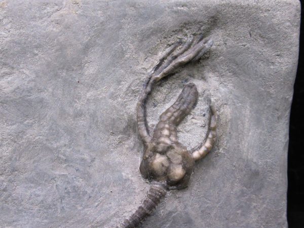 Indiana Mississippian Crawfordsville Crinoid 176a | Fossils for Sale General Mississippian Age Crawfordsville Crinoid Fossils For Sale From Indiana #176a
