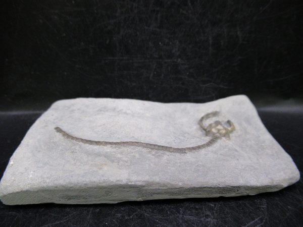 Indiana Mississippian Crawfordsville Crinoid 176b | Fossils for Sale General Mississippian Age Crawfordsville Crinoid Fossils For Sale From Indiana #176b