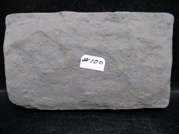 Indiana Mississippian Crawfordsville Crinoid 176c | Fossils for Sale General Mississippian Age Crawfordsville Crinoid Fossils For Sale From Indiana #176c