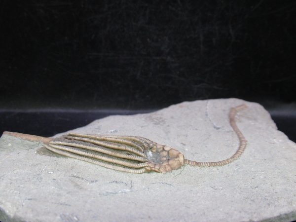 Indiana Mississippian Crawfordsville Crinoid 177b | Fossils for Sale General Mississippian Age Crawfordsville Crinoid Fossils For Sale From Indiana #177b