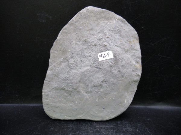 Indiana Mississippian Crawfordsville Crinoid 177c | Fossils for Sale General Mississippian Age Crawfordsville Crinoid Fossils For Sale From Indiana #177c