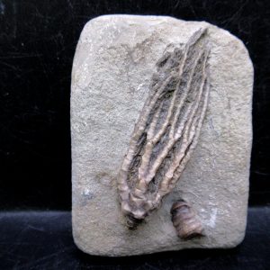 General Mississippian Age Crawfordsville Crinoid Fossils For Sale From Indiana #178